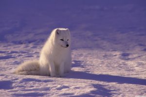 Arctic Fox wallpaper