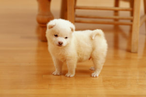 Cutest Puppy Wallpapers