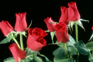 Red Roses Flowers