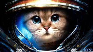 Space Cat HD desktop wallpaper