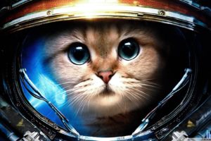 Space Cat HD desktop wallpaper
