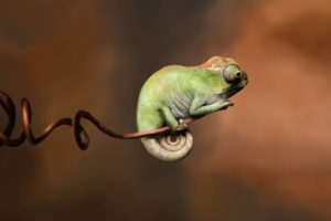 Baby Chameleon Perching On a Twisted Branch