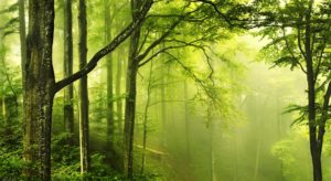 Beautiful Green Forest HD wallpaper