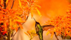Beautiful Hummingbird Feeding