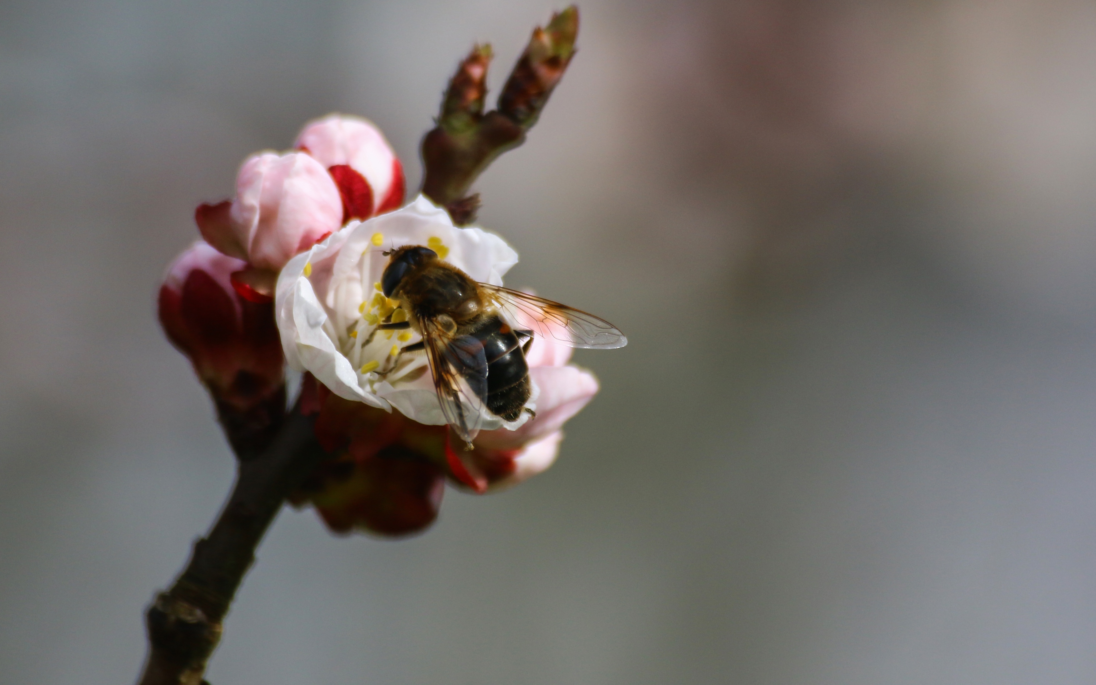 Bee Branch Spring Pollination