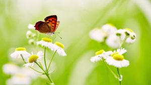 Butterfly over White Daisies 5K Wallpapers