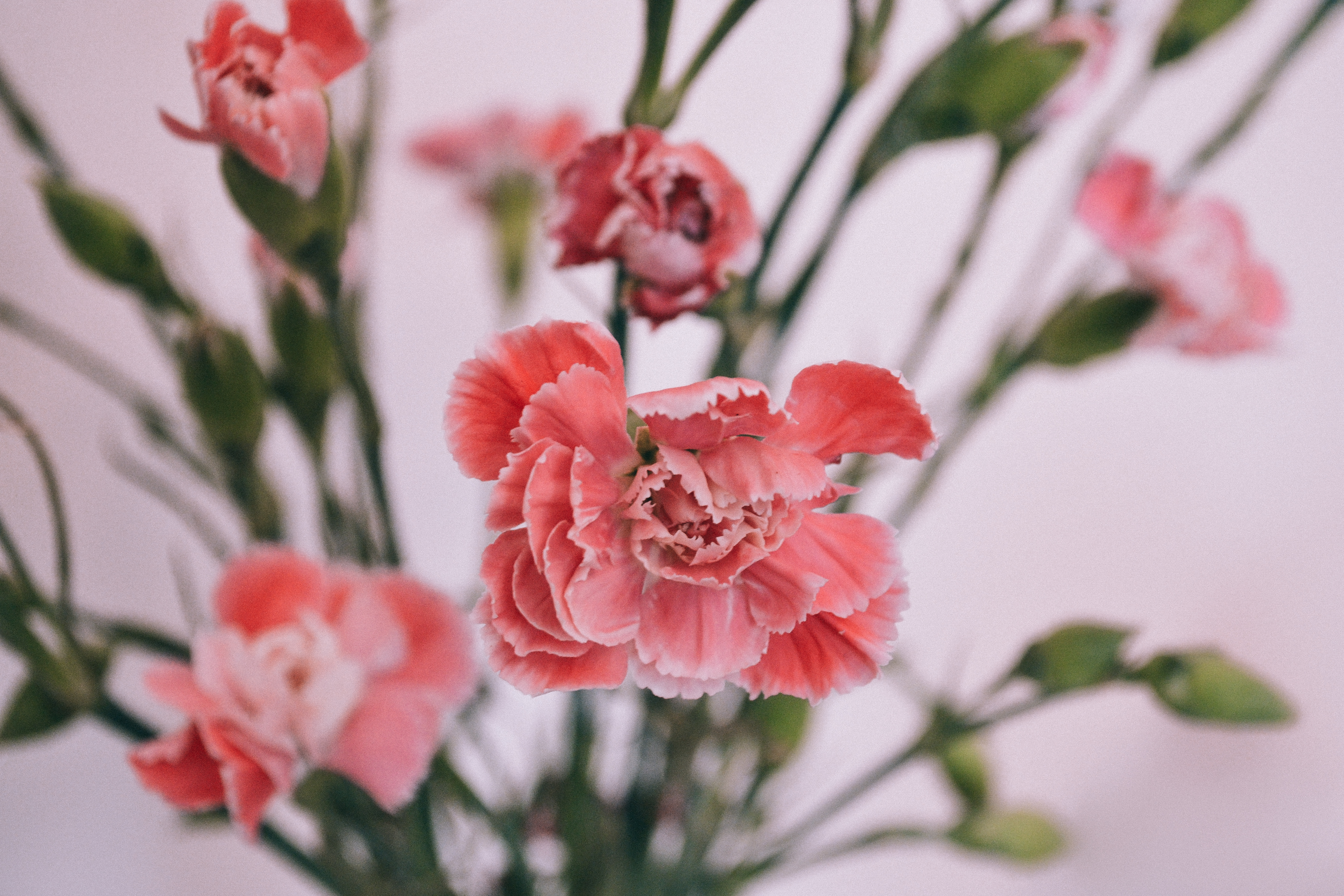 Carnations, Petals, Bud, Blur