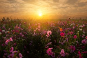Cosmos Blossom 4K Wallpapers