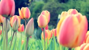 Easter Tulips Wallpapers