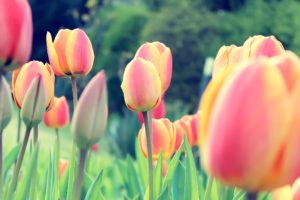 Easter Tulips Wallpapers