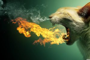 Flaming Cat HD desktop wallpaper