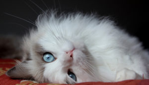 Fluffy cat Cat Lies Eyes Handsome cat