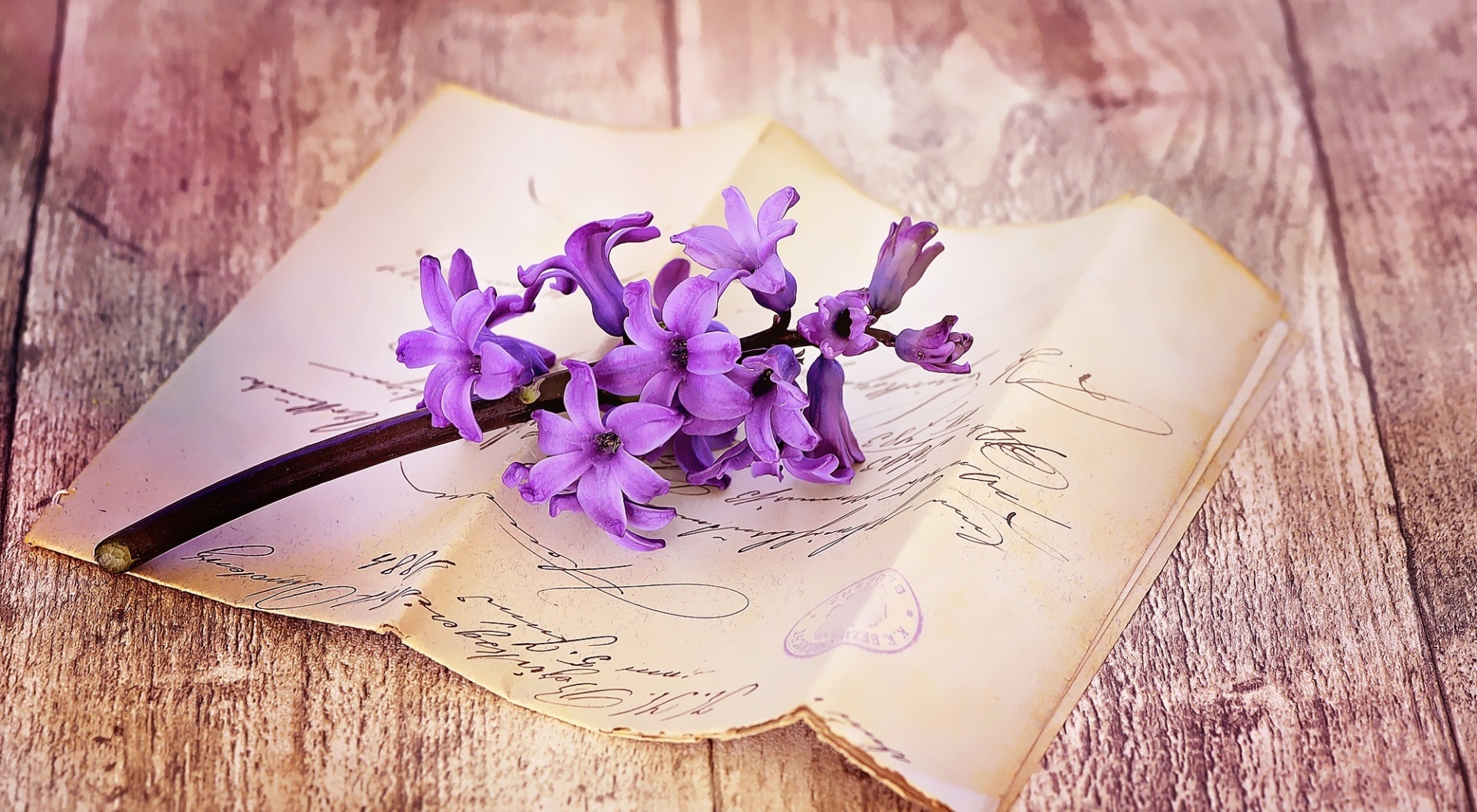 Fresh Hyacinth On Table