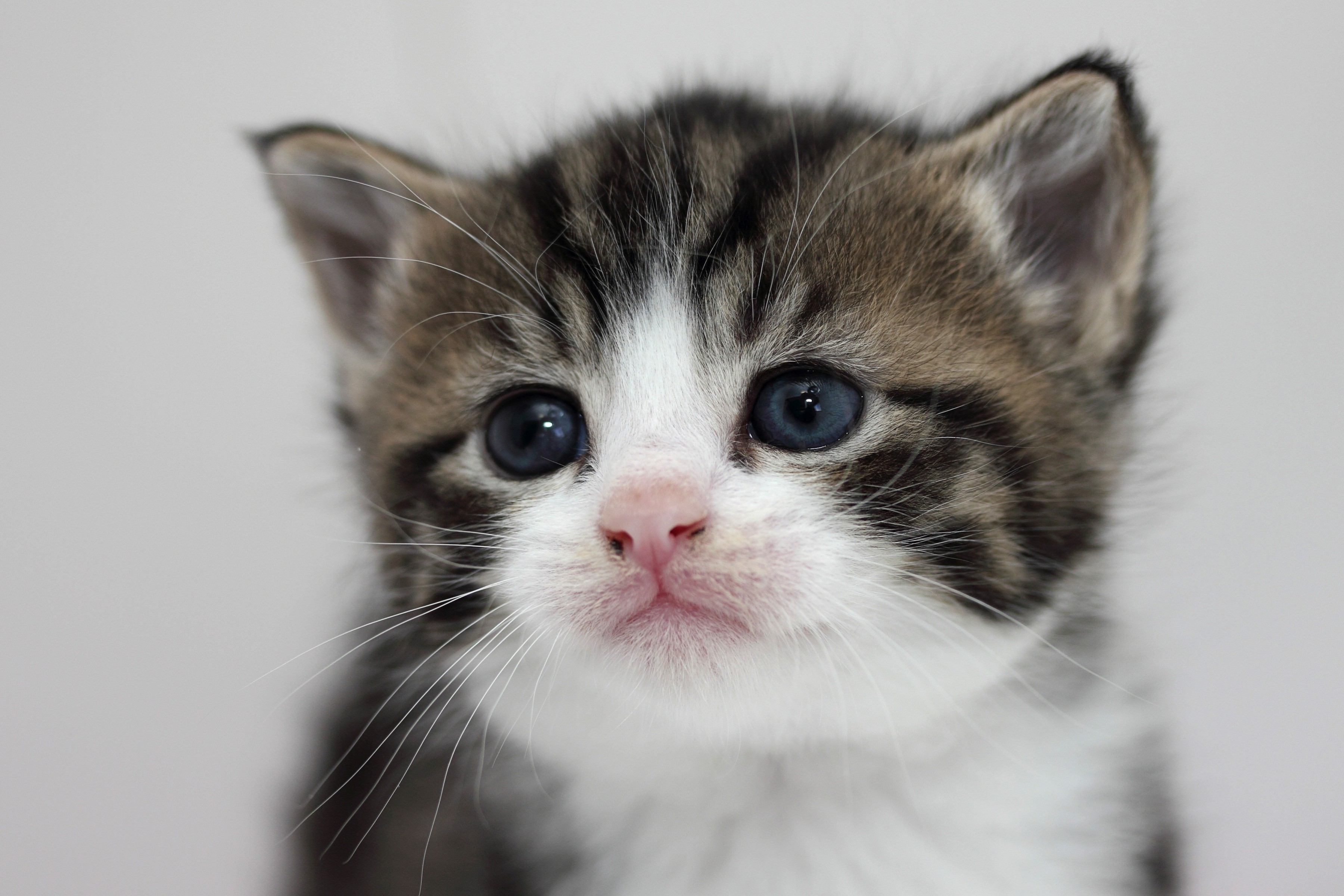 Kitten Face Eyes Tenderness
