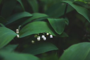 Lily of the valley Flowers Leaves
