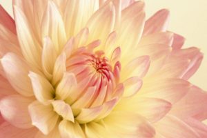Pale Pink and Yellow Dahlia Wallpapers