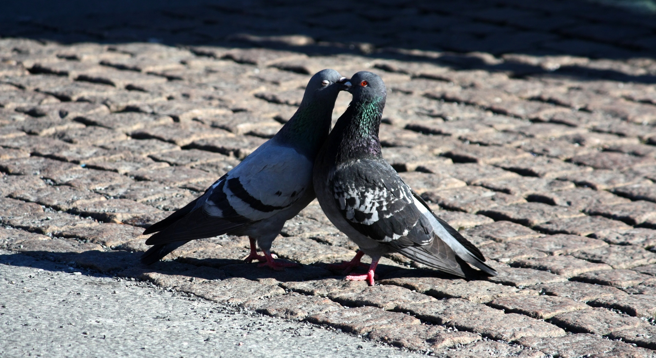 Pigeons Love