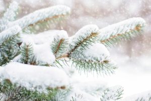 Snow Falling on Pine Trees HD desktop wallpaper