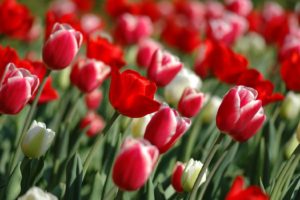 Tulips Spring Wallpapers