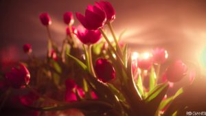 Vibrant Red Tulips Wallpapers