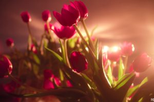 Vibrant Red Tulips Wallpapers