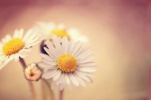 White Daisies Wallpapers
