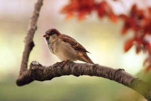 Bird Sparrow Branch