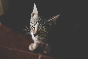Cat Kitten Muzzle Striped