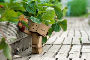 Danboard Cardboard robot Strawberries Berries Grass Walk