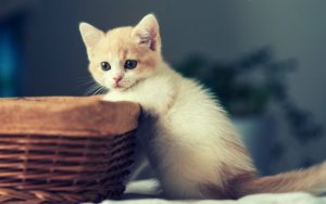 Kitten Basket Sit Kid