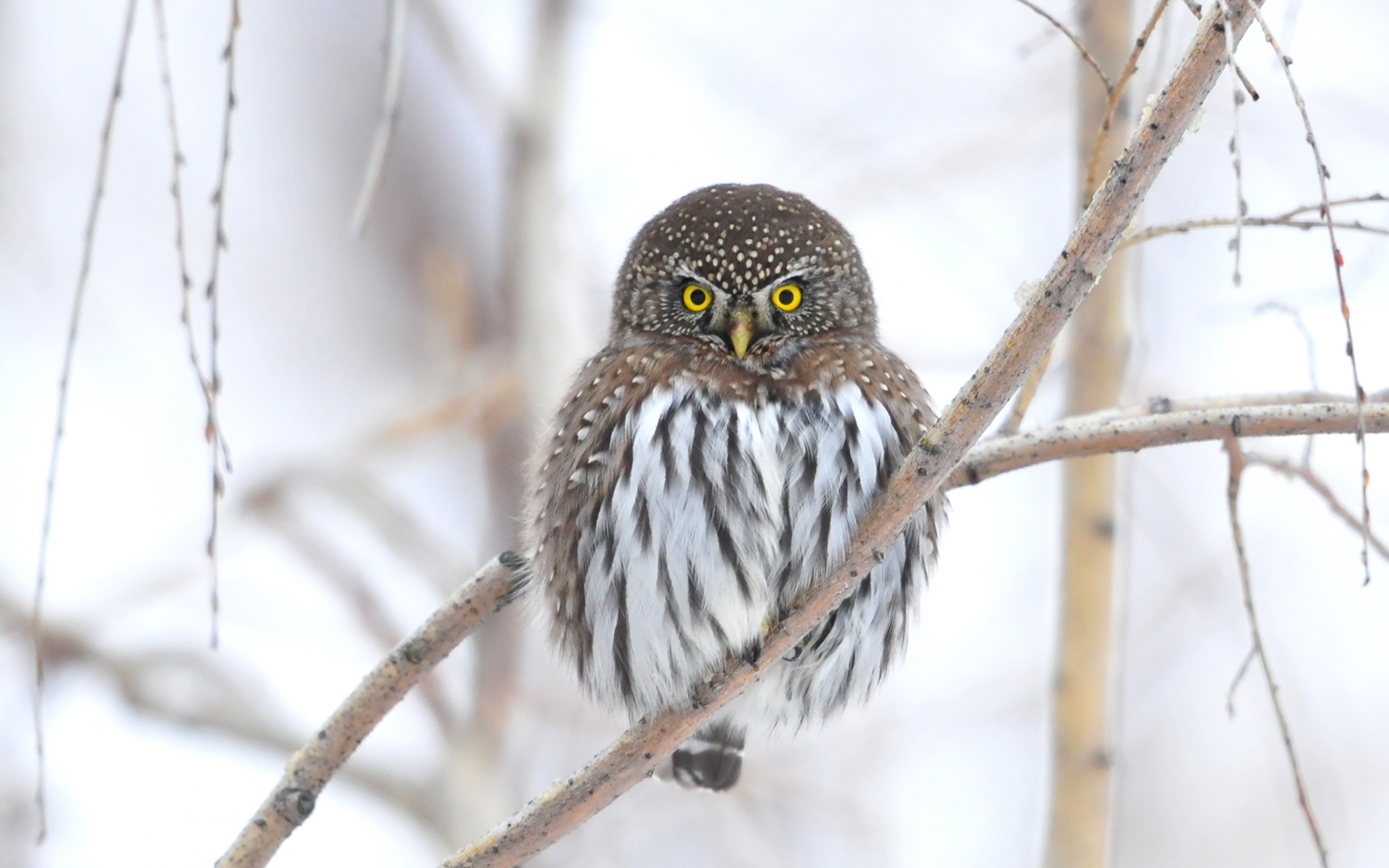 Owl, Branch Winter Bird