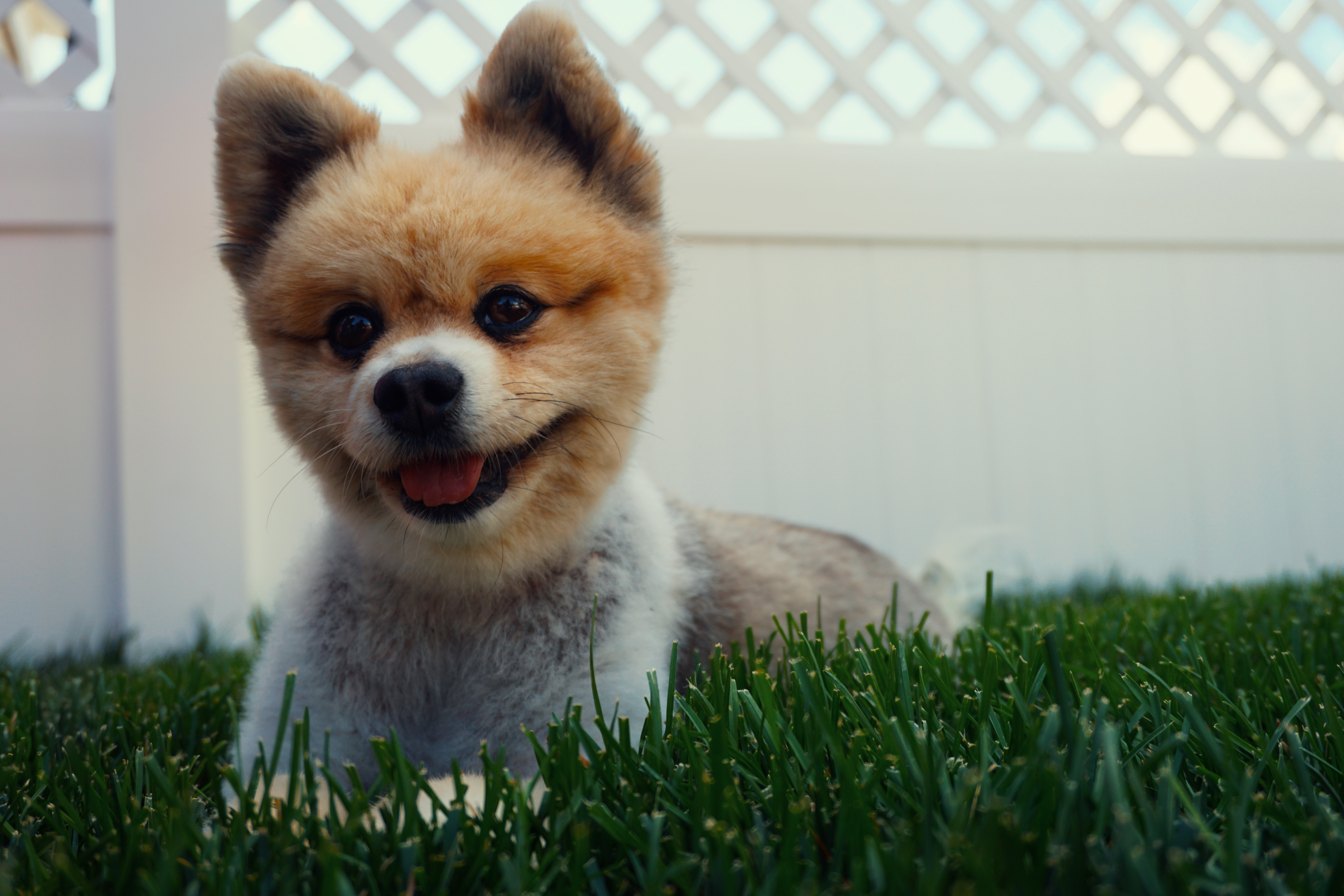 Pomeranian Puppy Dog Grass