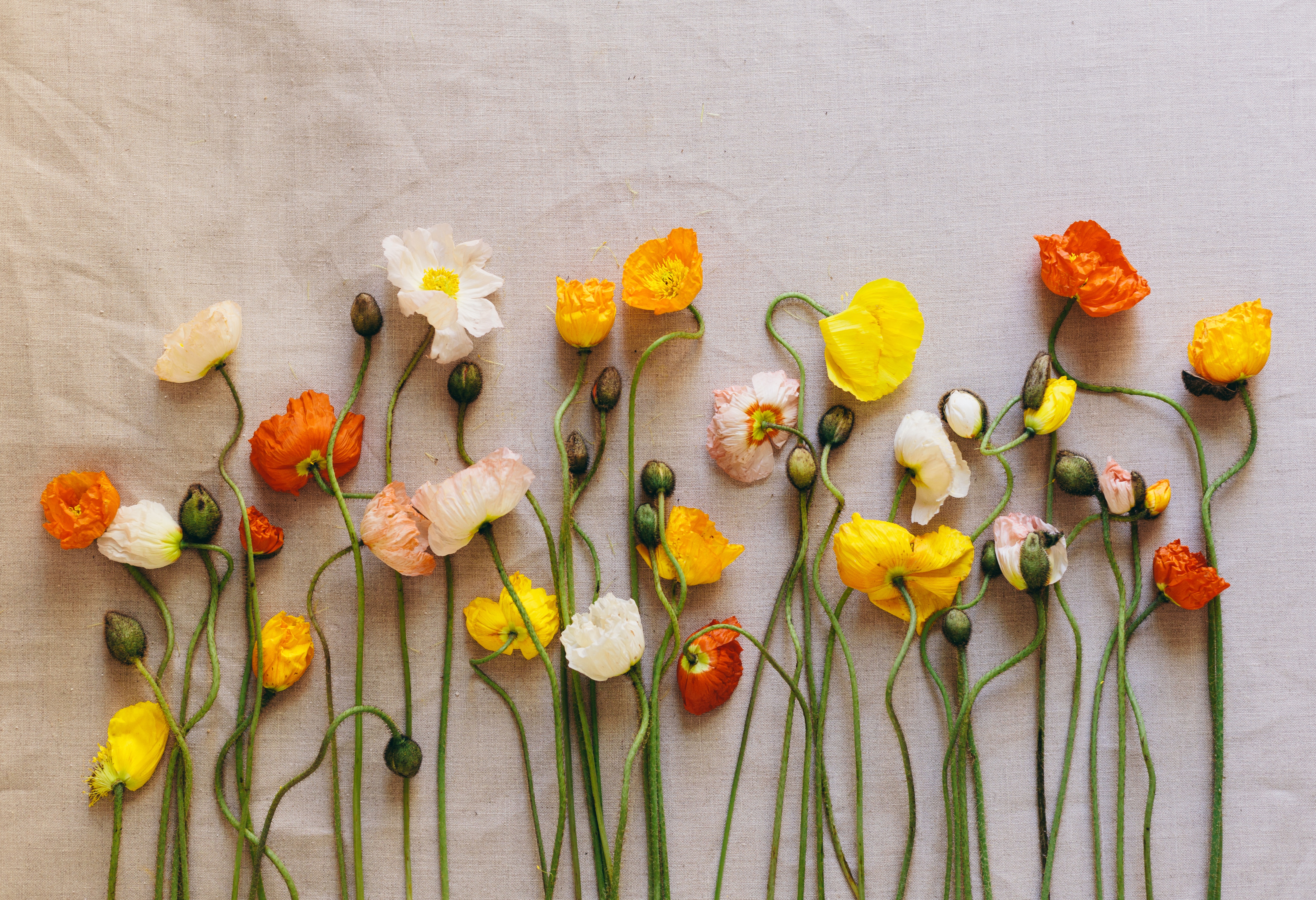 Poppies Flowers Herbarium