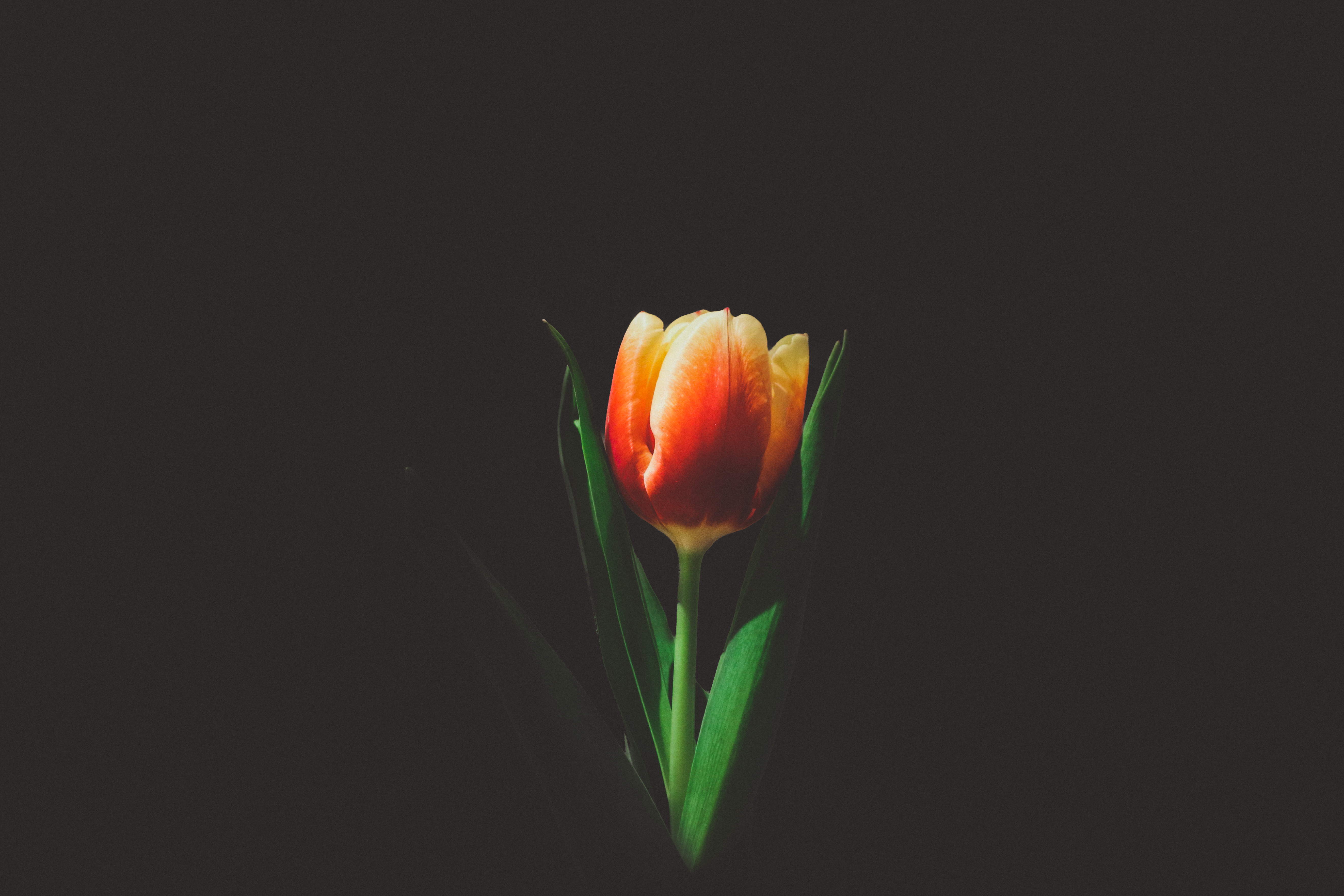 Tulip Flower Bud
