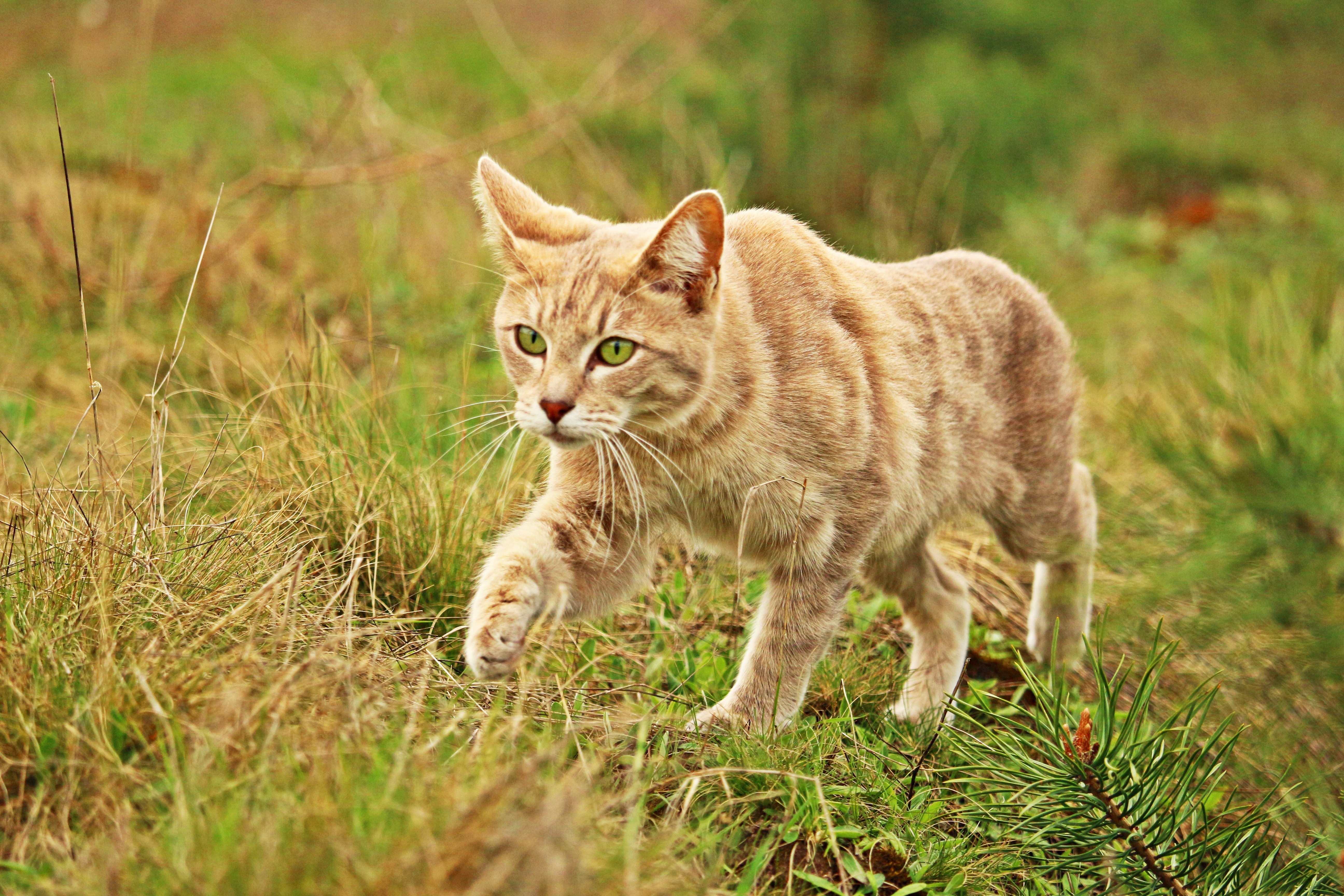 Cat Grass Walk