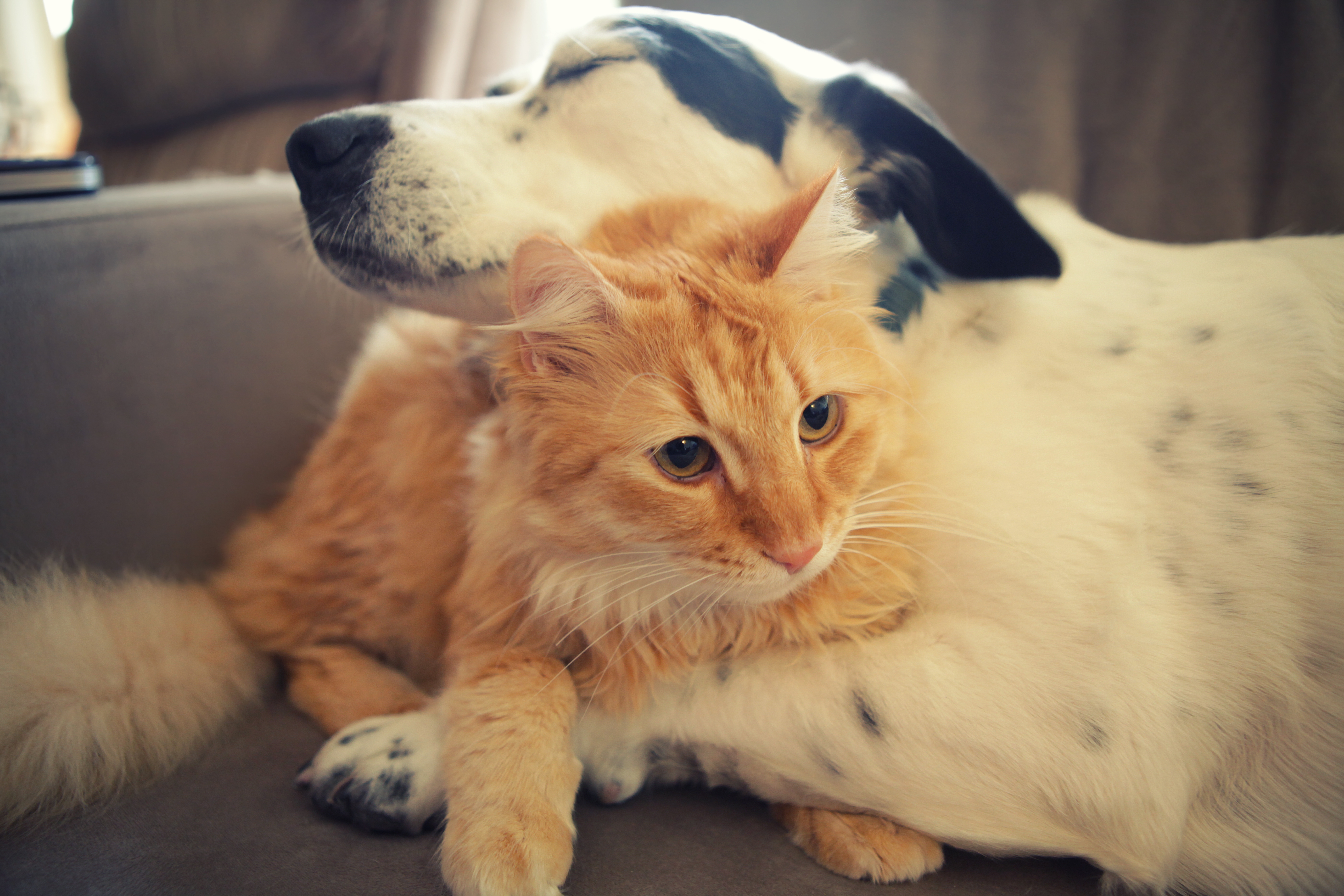 Dog Cat Friendship Caring Hugs