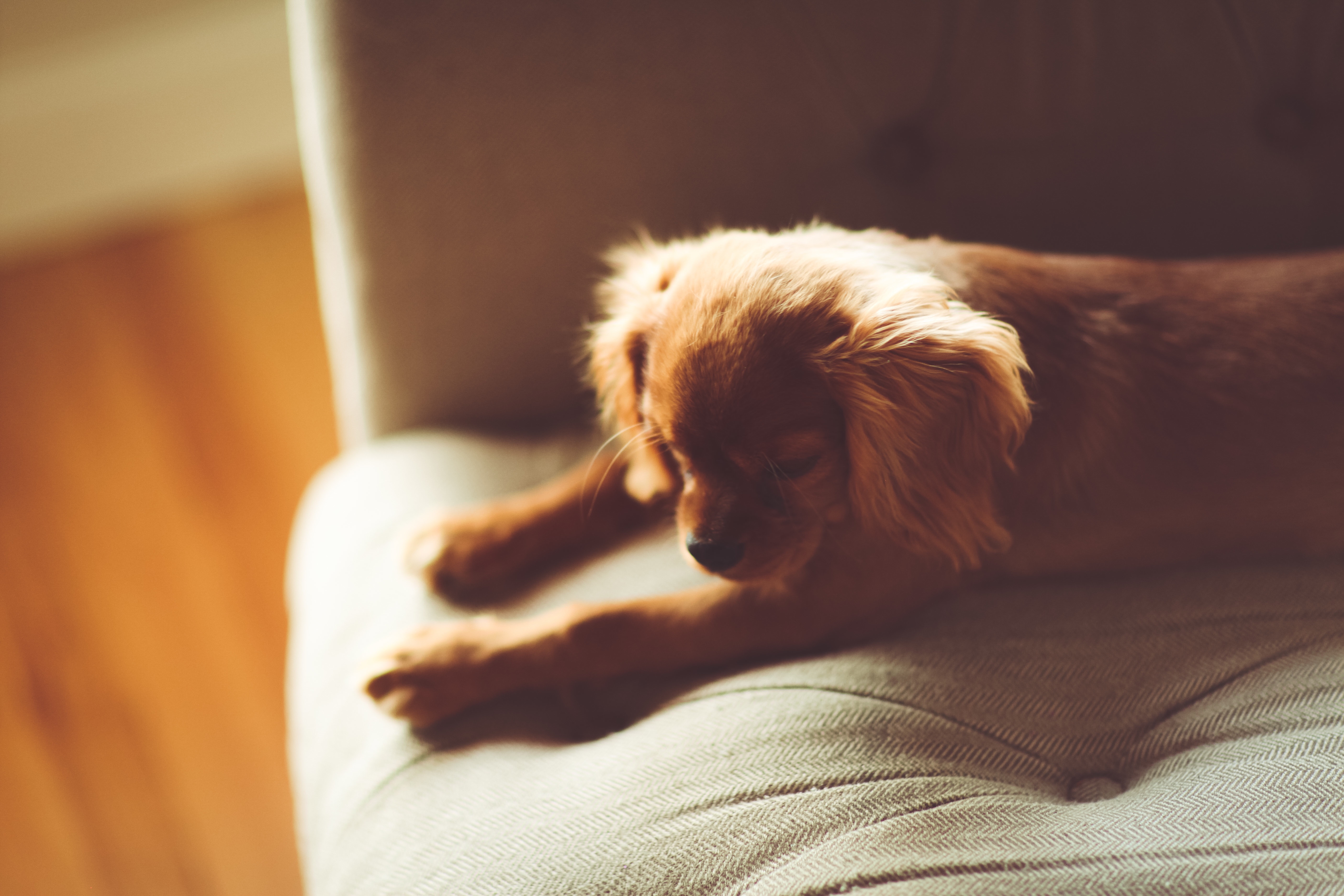 Dog Puppy Lying Sofa