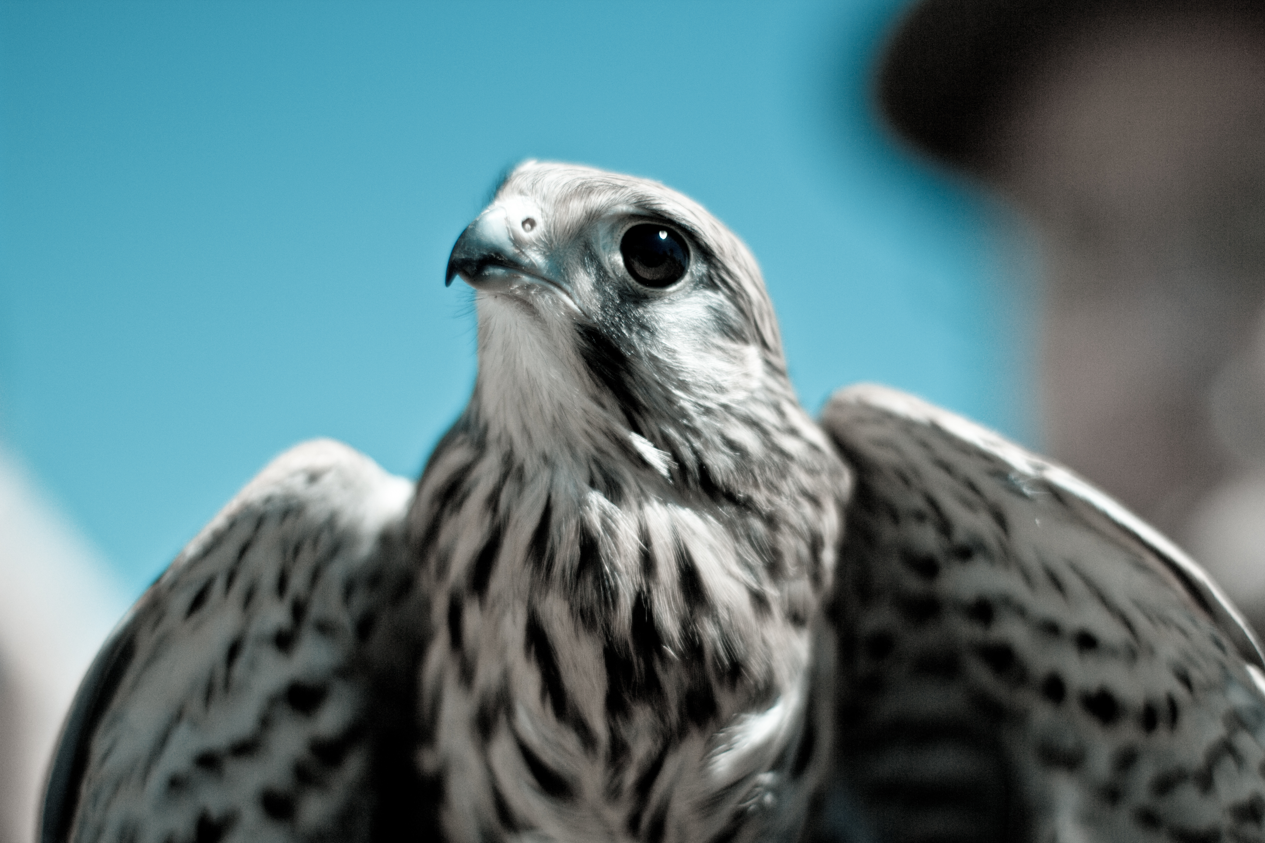 Falcon Bird Predator Beak