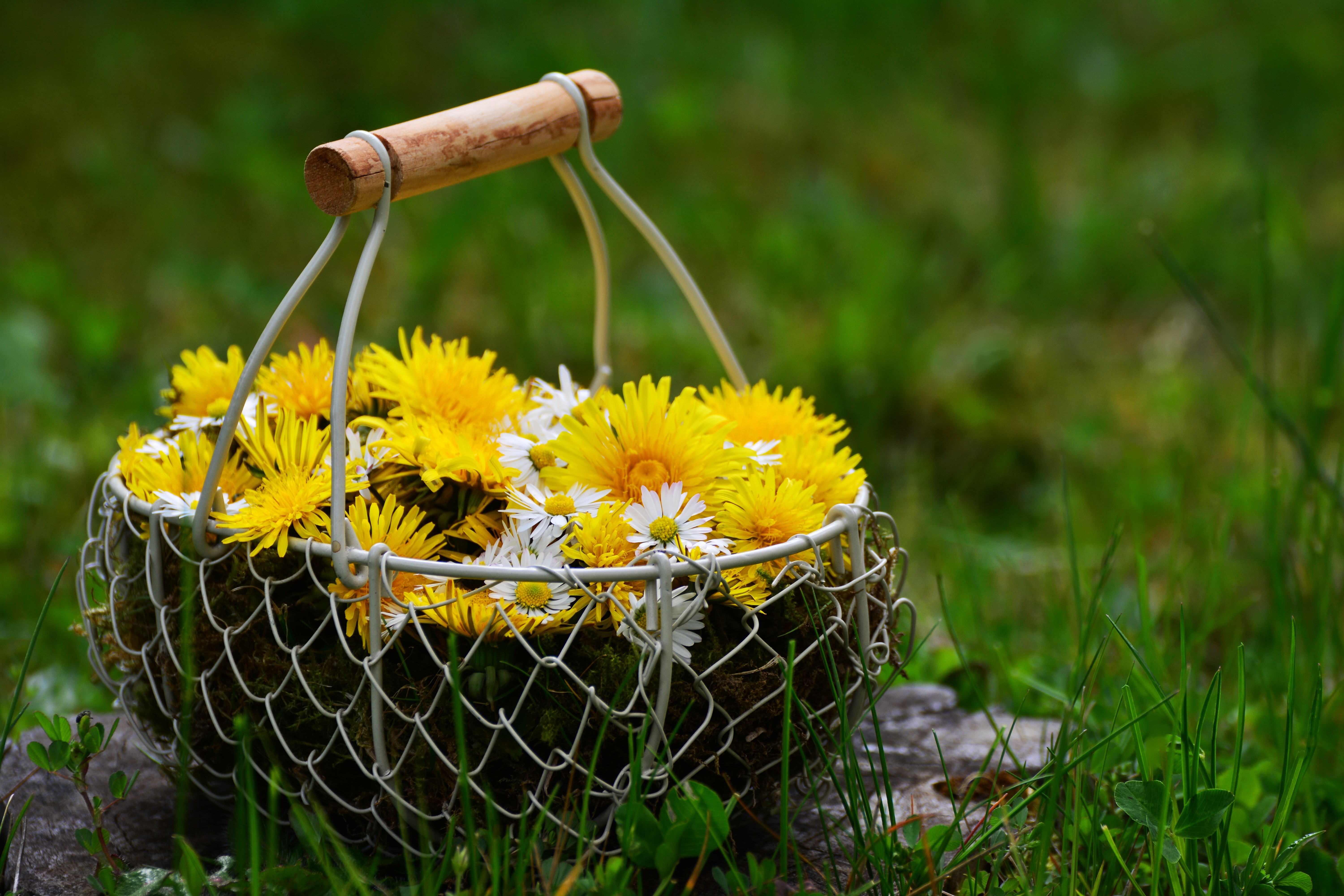 Flowers Dandelions Basket
