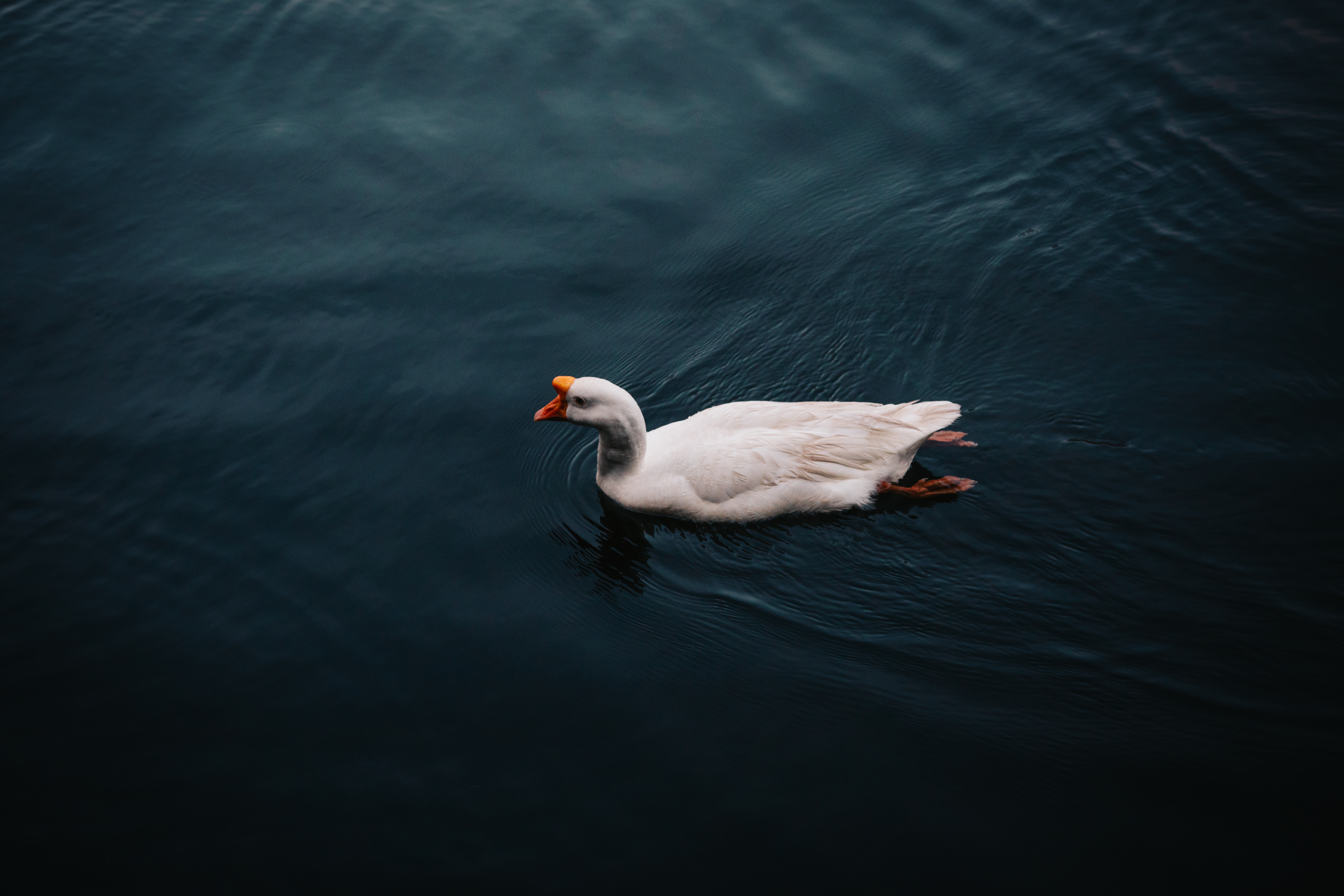 Goose Bird Swim