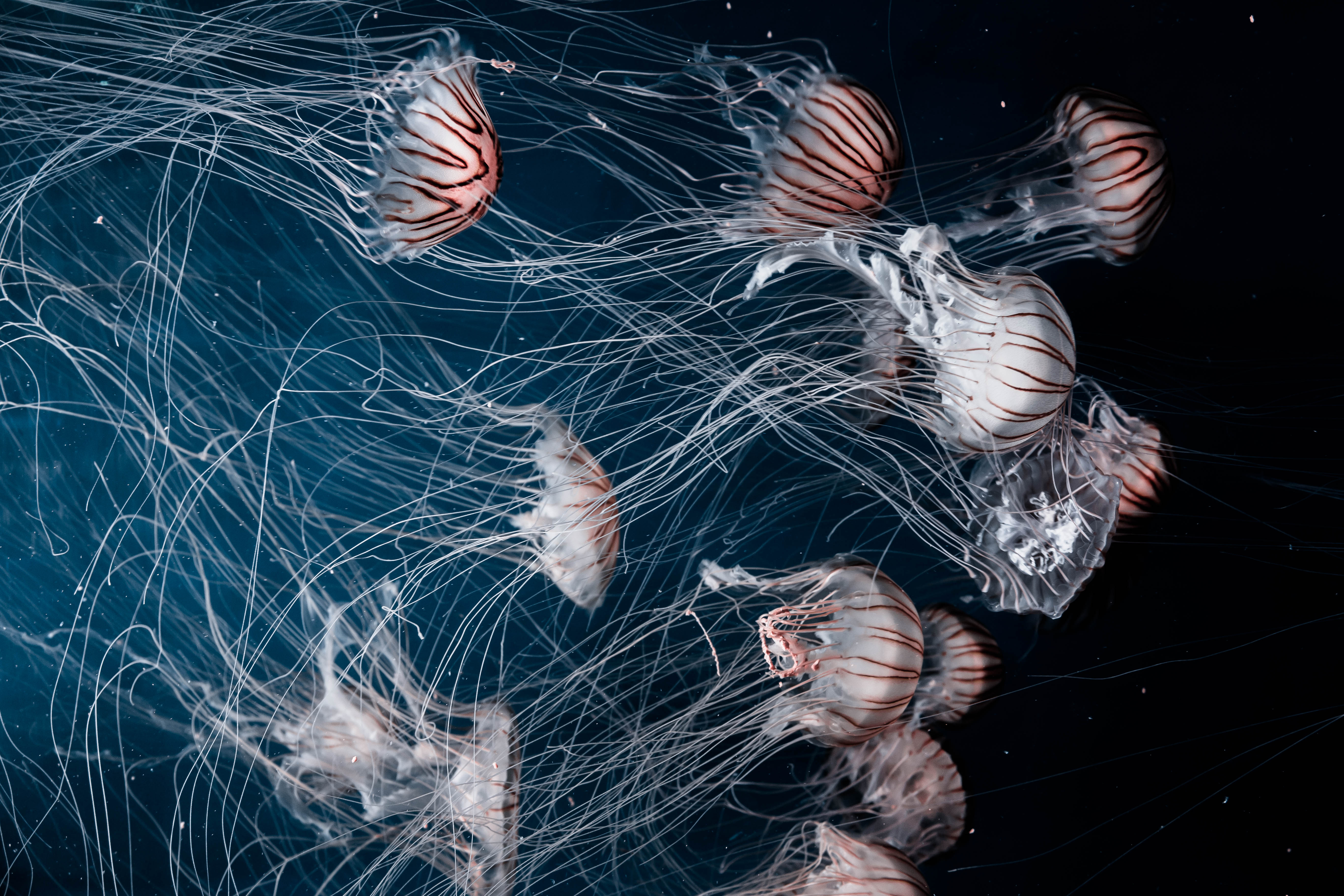Jellyfish Underwater world Swim Tentacles