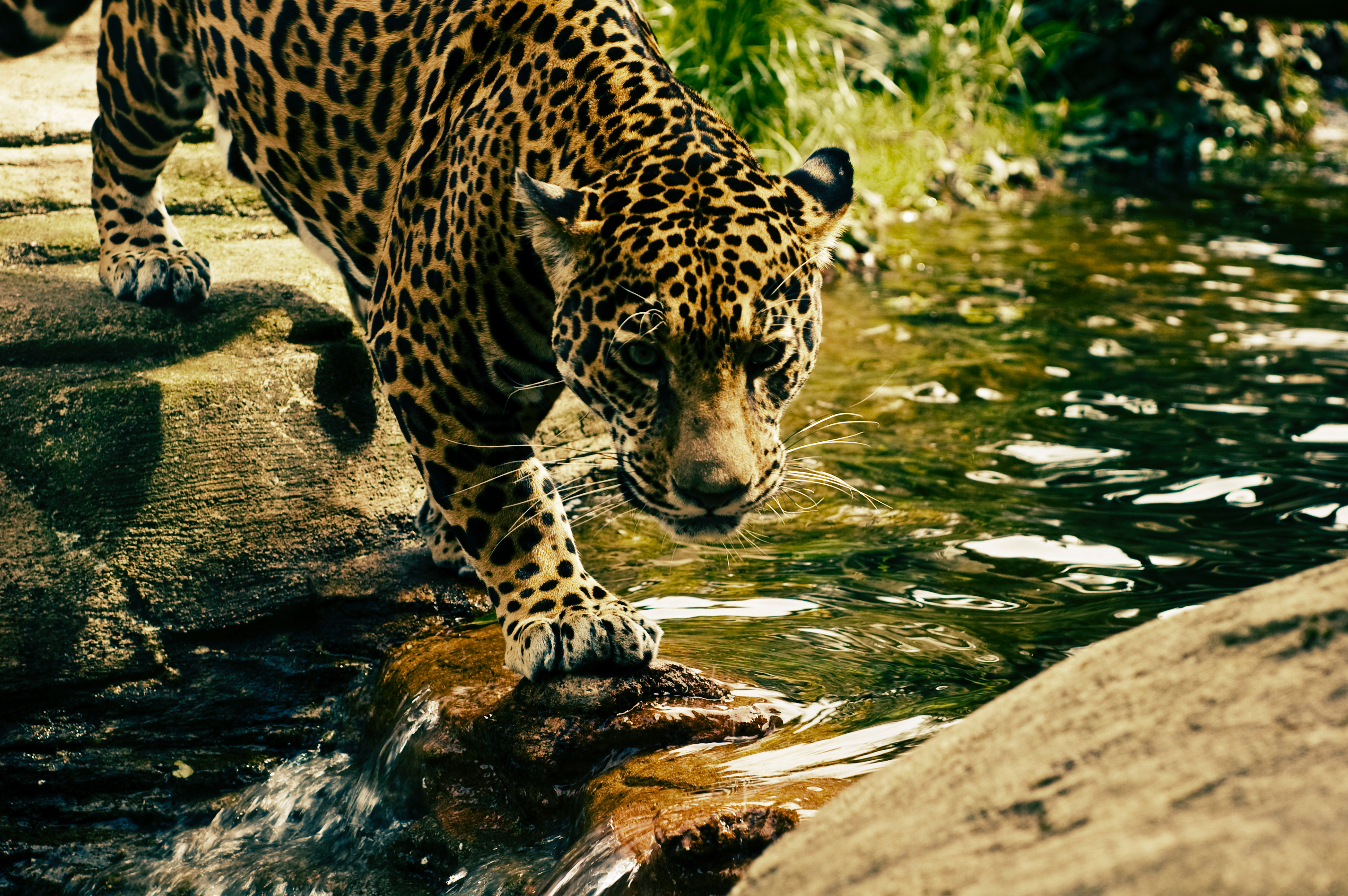 Leopard Predator water Big cat