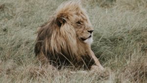 Lion Mane Predator King of beasts