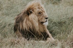 Lion Mane Predator King of beasts