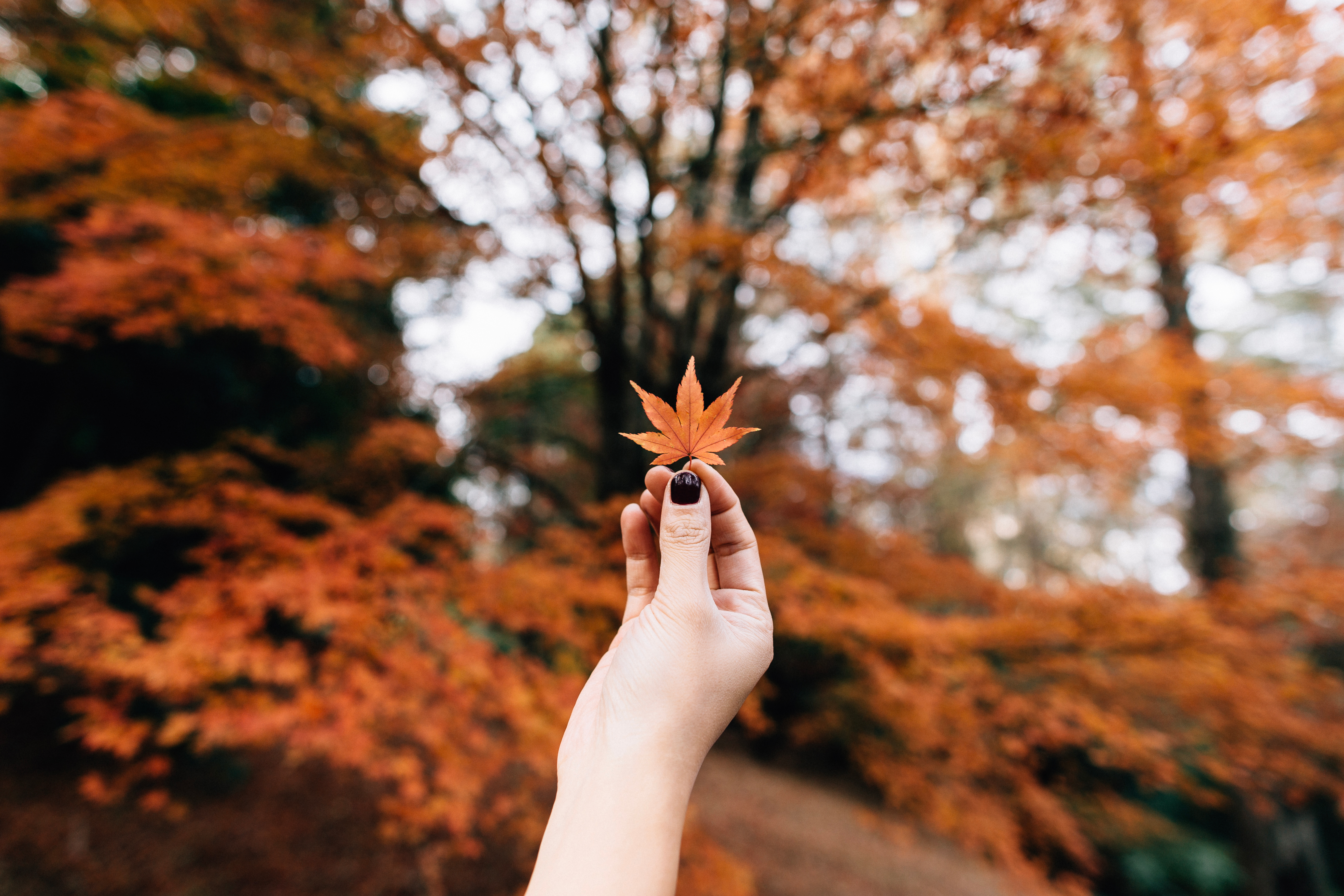 Maple Leaf Autumn Hand
