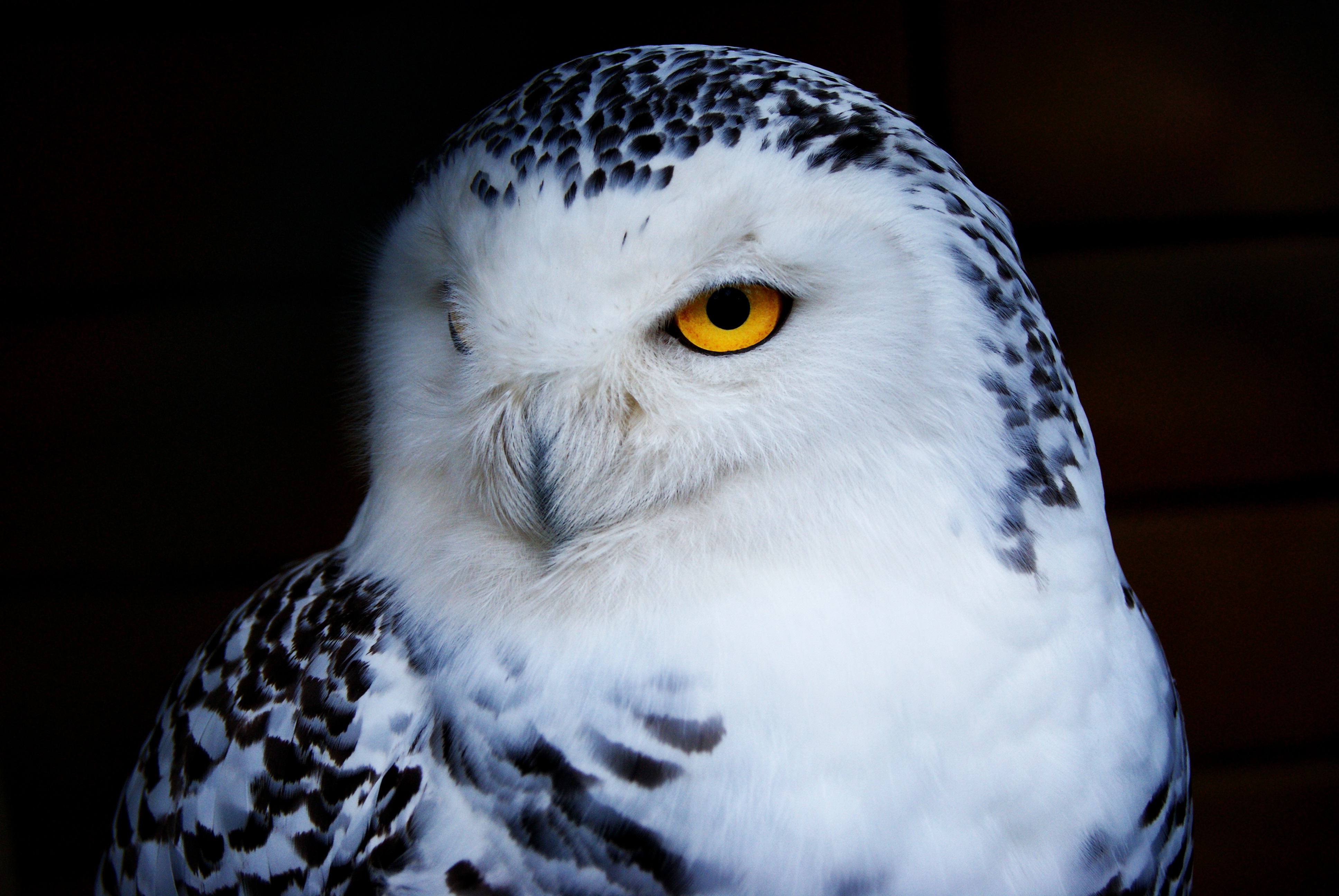 Owl Polar owl Bird Predator
