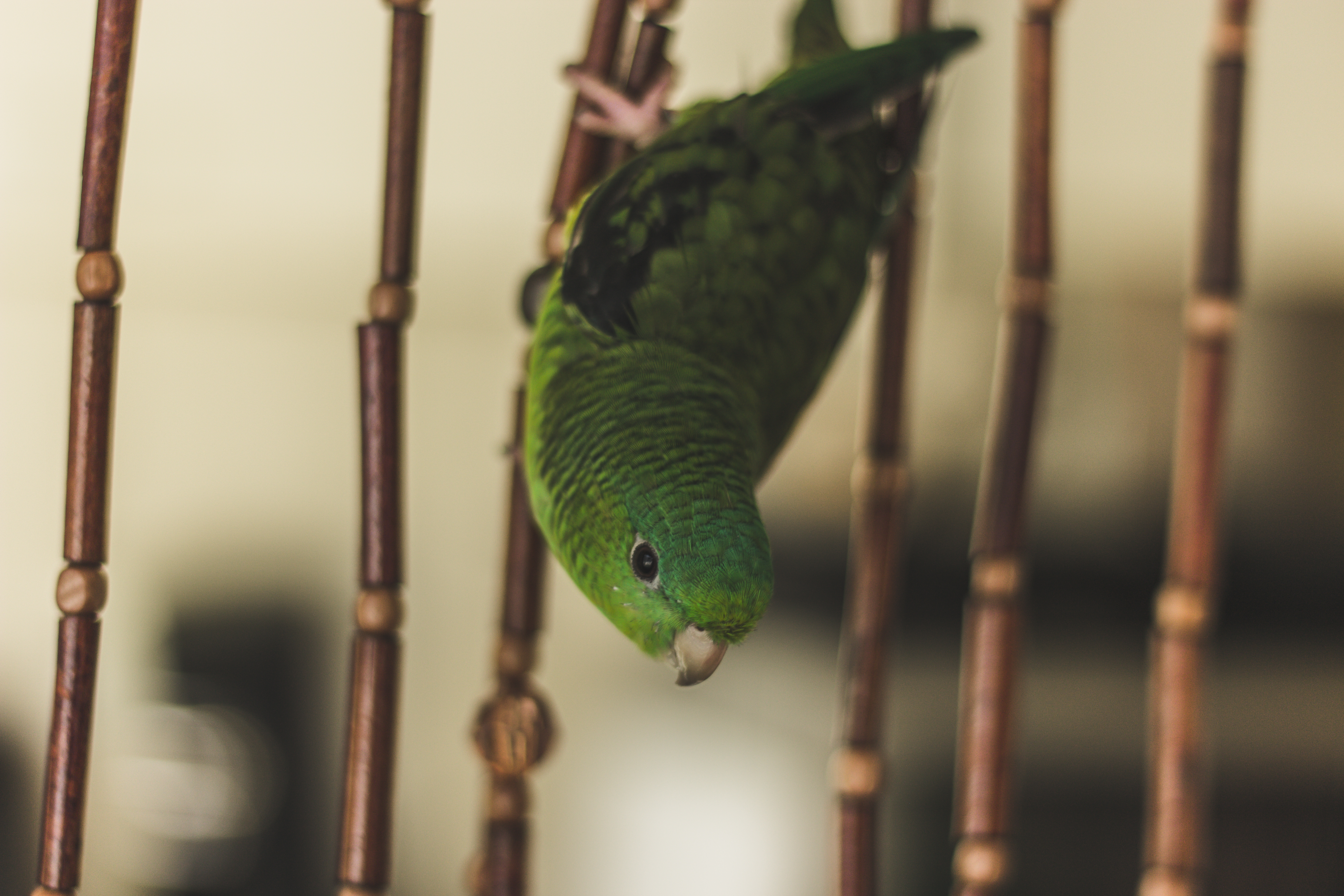 Parrot Bird Green Cage