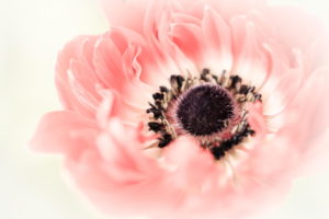 Poppy Flower Petals Bud Close-up