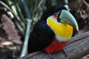 Toucan Bird Colorful Beak