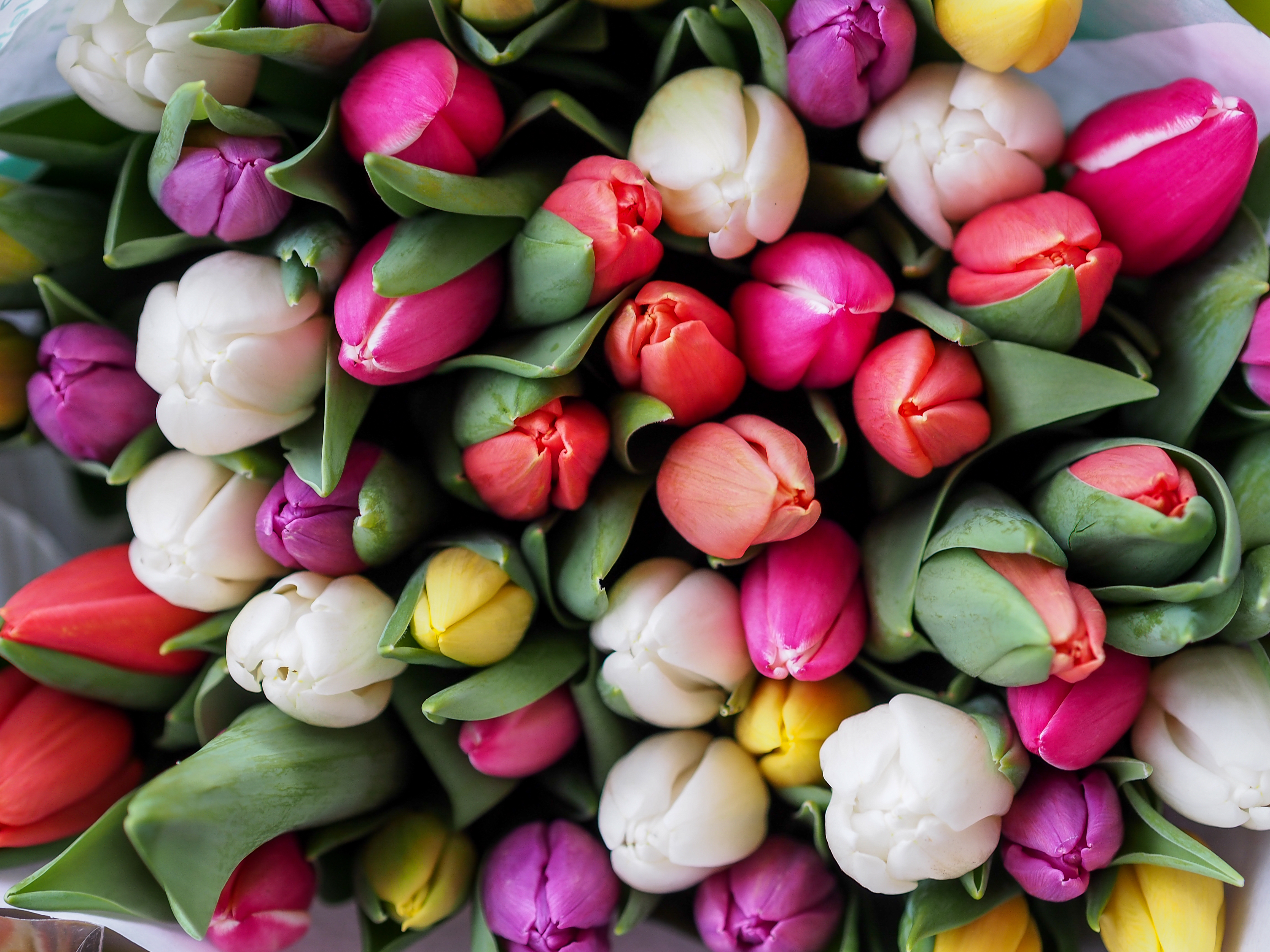Tulips Bouquet Flowers